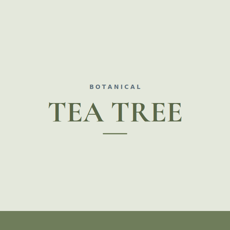 Zaffré Tea Tree · Botanical Natural Deodorant